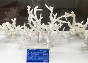 说明:L:\乐天使宣传片素材\2016微信公众号推送文件\照片\南海珊瑚礁生物标本馆以及部分科考展品-2.jpg